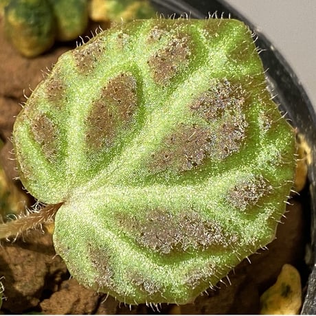Begonia sp . from Sumpur [TK031117]