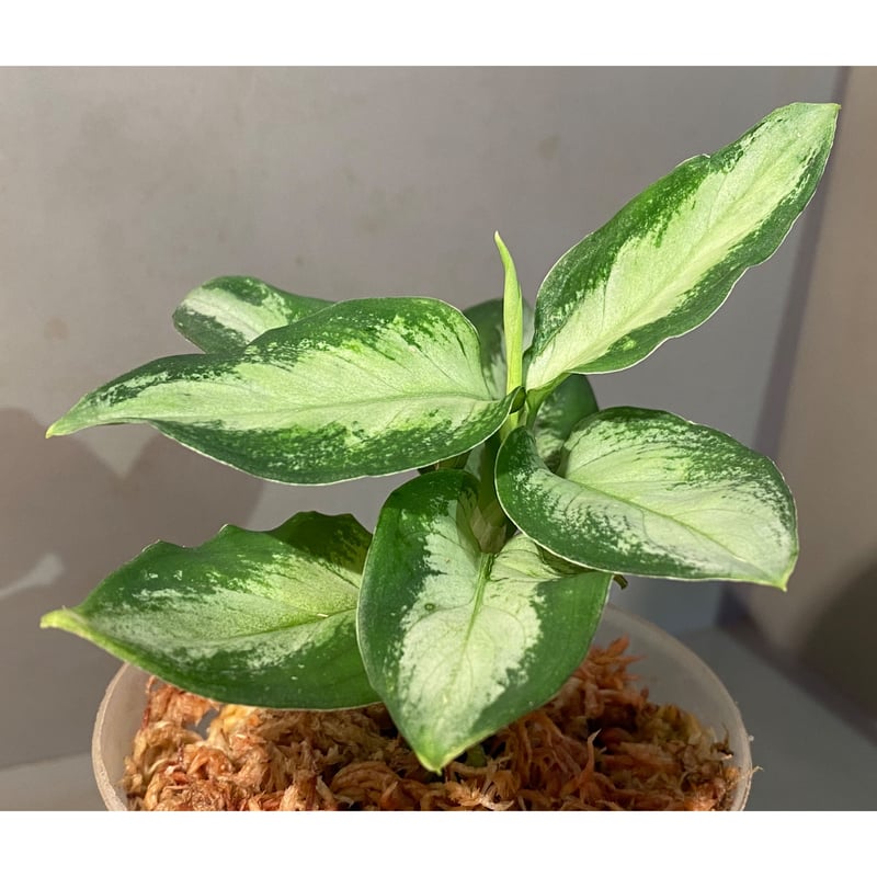 Aglaonema pictum Aglaonema pictum