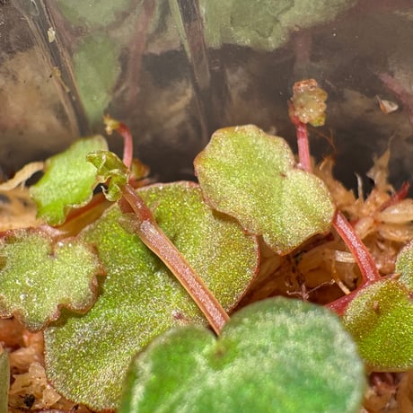 Begonia lichenora (sp.Mini) from Kalimantan Sarawak border [LA]