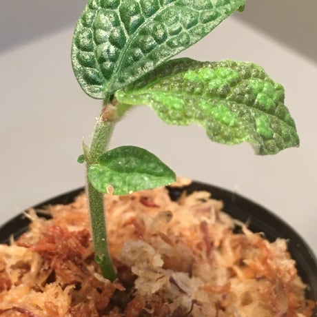 Elatostema sp. (Sri Lanka) ?
