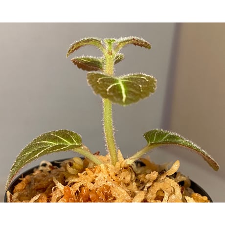 Pearcea hypocyrtiflora from Rio Napo Ecuador [tanakay] 赤葉脈
