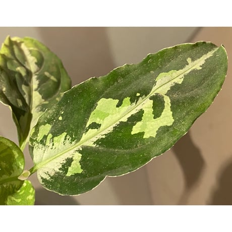 Aglaonema pictum”Knights of The Zodiac”IBU from Sibolga timur [AZ1015-2a]