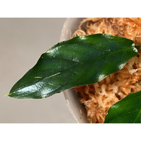 Homalomena sp. "Euclase" from Riau sumatera [LA0518-02]