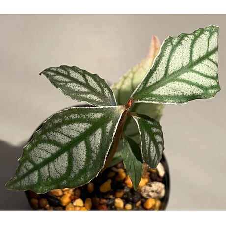 Ardisia sp. from Ache Sumatera [ L A]