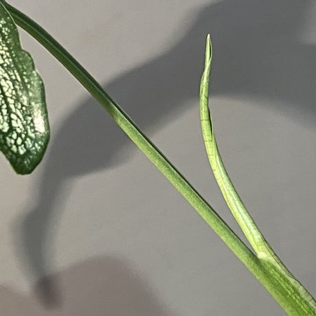 sp. from Bahia Solano Colombia [tanakay]
