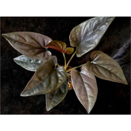 Syngonium sp. from Choco Colombia [tanakay]