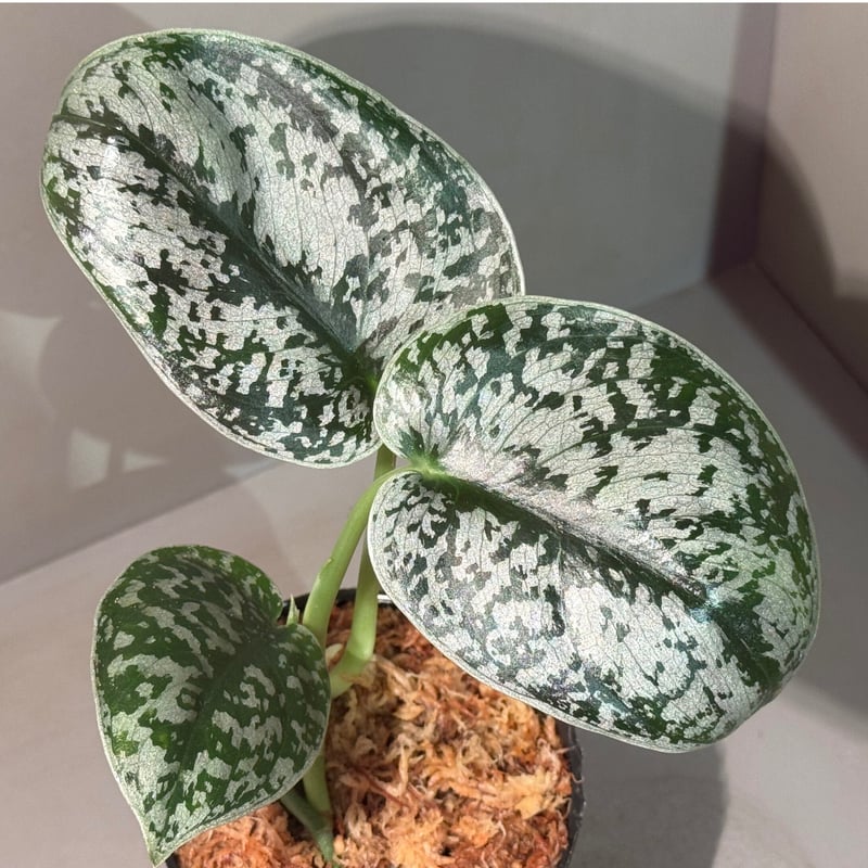 Scindapsus 