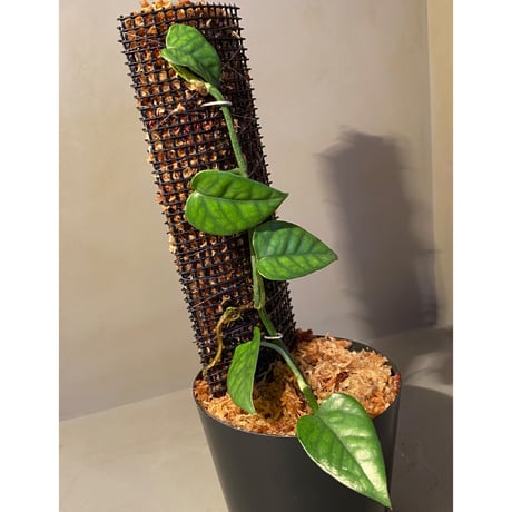 Philodendron sp. from Venezuela [tanakay]