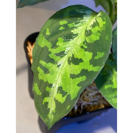 Aglaonema pictum GW1410 from Padang sidempuan [TB]