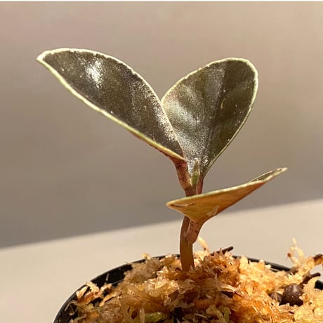 Ardisia sp. from West Kalimantan