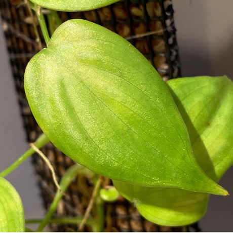 Philodendron sp. from Iquitos Peru [tanakay]