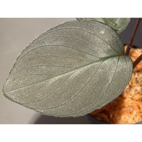 Homalomena sp. "Imperial Japanese Navy" from Resum P.Lingga [AZ0517-11]