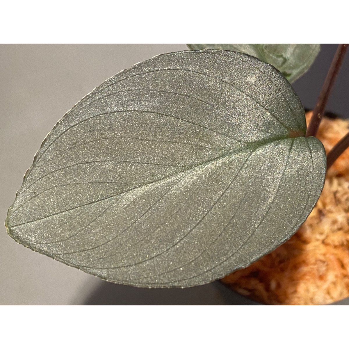 し*物様 Homalomena sp,\"鯖×月\" タグ付き Homalomena sp,