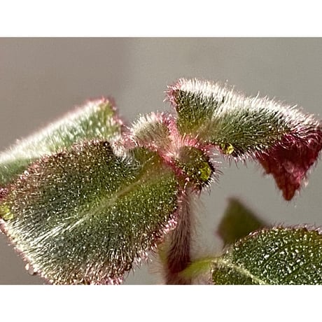 Cyrtandra sp. "Sabah-6" [R0515-03a]