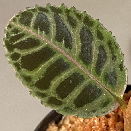 Labisia sp. from Riau sumatera [LA0815-01]