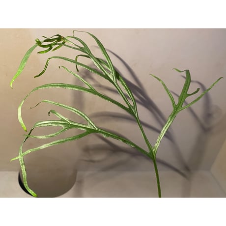 (大株) Microsorium sp. from Saripoi [LA0515-02]