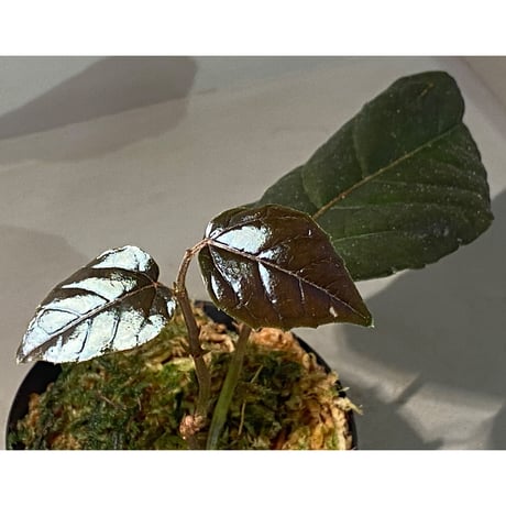 Pterisanthes sp. from Sidikalang [R0817-01c]
