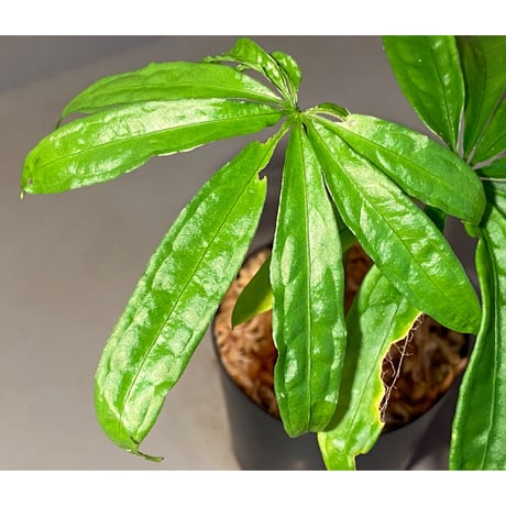 Anthurium polyschistum from Napo Ecuador [tanakay]