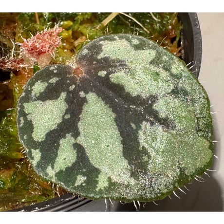 Begonia sp. from Lang Son [YH030519] TK