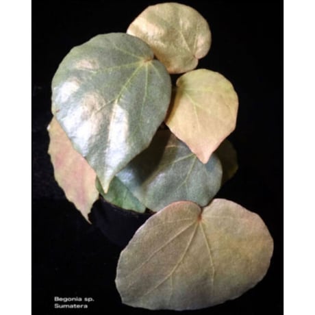 Begonia sp. f1 from Sumatera [NT ORCHID]