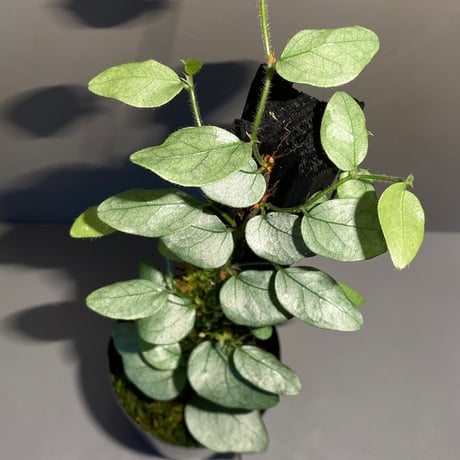 Ficus sp. from Murung raya [LA0515-05]
