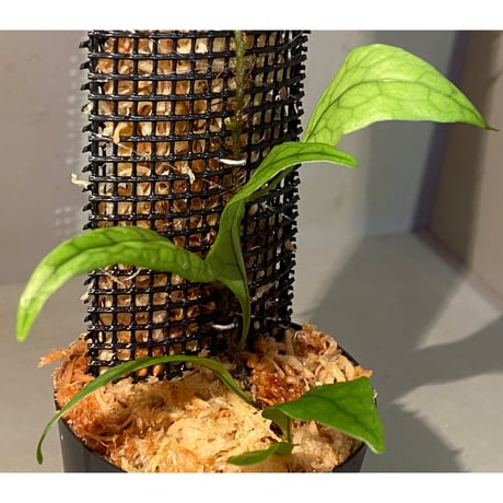 Microsorum sp. "Timika" Papua [TB]