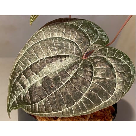 Dioscorea dodecaneura (discolor)