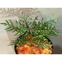 Labisia sp. from Central Papua