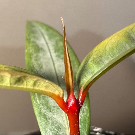 Labisia sp. from "Lebong" Bengkulu [TB]