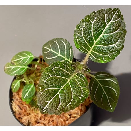 Pearcea hypocyrtiflora from Rio Napo Ecuador [tanakay] 赤葉脈
