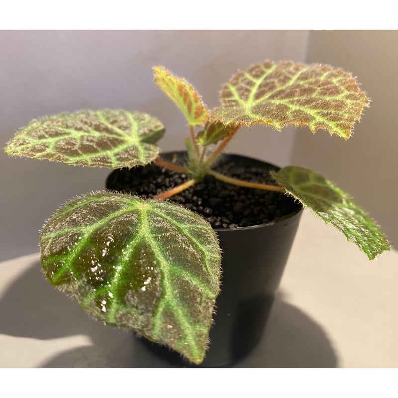 Begonia sp . from Sumpur [TK031117] | M・R・G・R