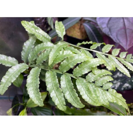 Unknown from Iquitos Peru [tanakay]