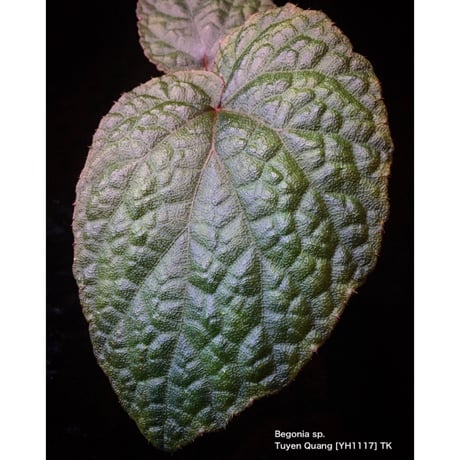 Begonia sp. from Tuyen Quang [YH1117] TK