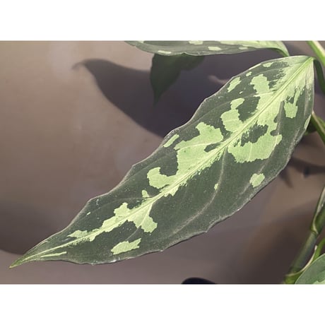 Aglaonema pictum A "しるば〜らいん" from Aceh sumatera [LA0216-03i]