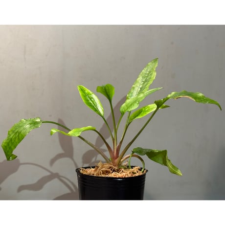 Cryptocoryne joshanii from Basilan island philippines [LA]