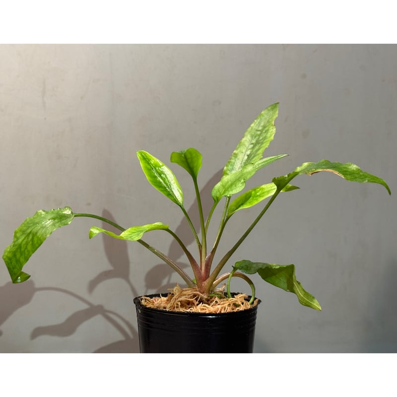 Cryptocoryne joshanii from Basilan island phili