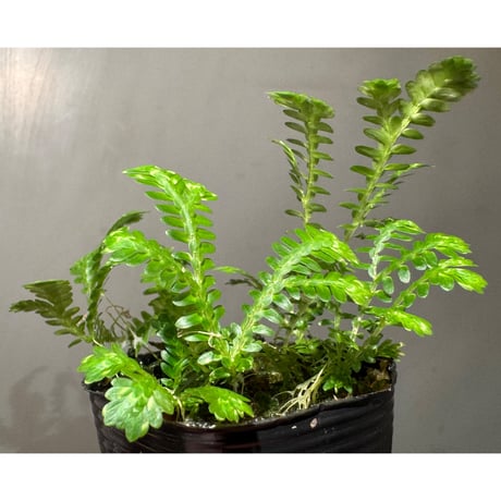 Selaginella sp. バリエガータ from "Nanga pinoh" [TB]
