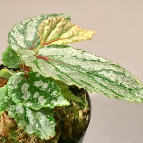 Begonia sp. from Balai Ringin [RIO]