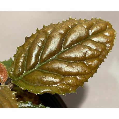Ardisia sp. from Bengkulu [LA0315-1]