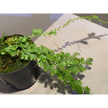 Selaginella sp. from Iquitos Peru [tanakay]
