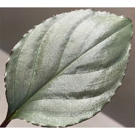 Homalomena 'Rec1-29' K0718-f1 [KZT]