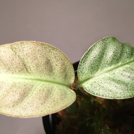 Ardisia sp. from Matang [TK160716]