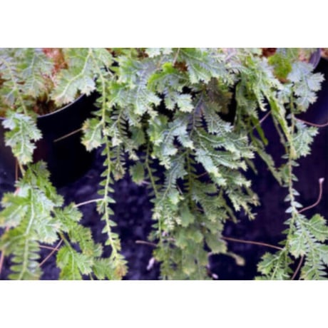 Selaginella sp. from Iquitos Peru [tanakay]