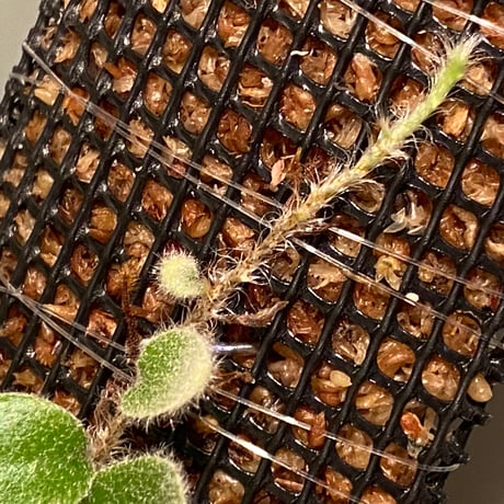 Pyrrosia nummularifolia from Santa Fe Luzon Philippines [KSB]