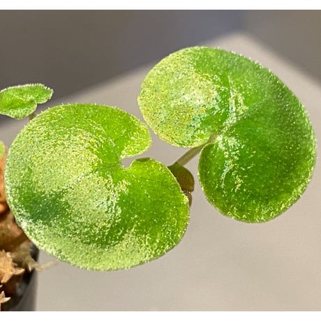 Geophila repens from Iquitos Peru [tanakay]