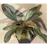 Homalomena sp. "濡烏" from Riau sumatera [LA0518-02]