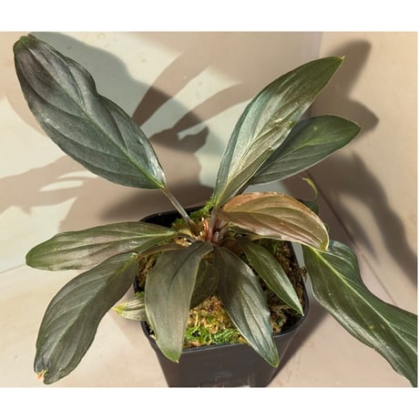 ホマロメナ | STORES