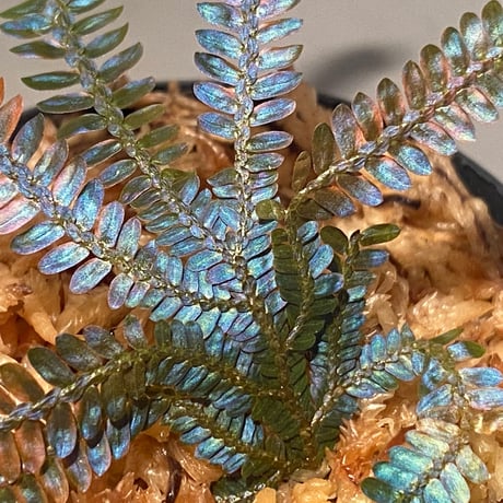 Selaginella sp. from Kapuas hulu Kalimantan barat ①