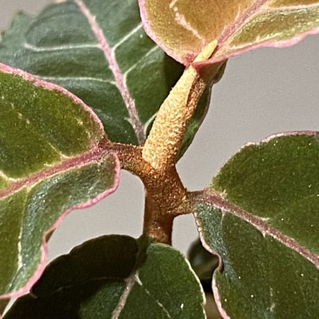Labisia sp. from Riau Sumatera