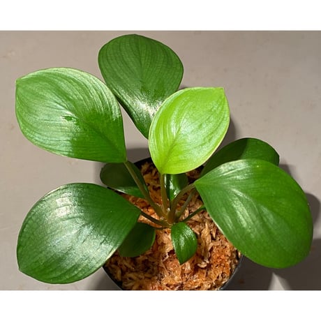 Homalomena sp. "Aceh selatan" Aceh Sumatra [TB]